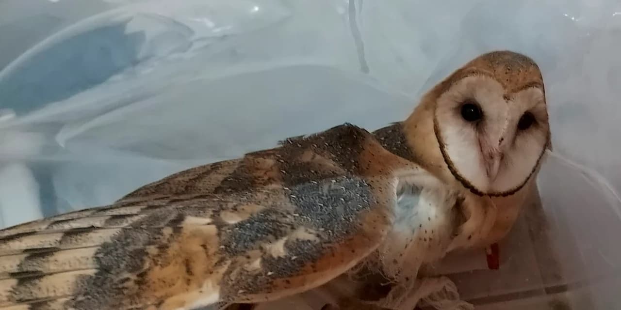Técnicos do Instituto Água e Terra resgatam coruja-de-capela ferida em Mato Rico
