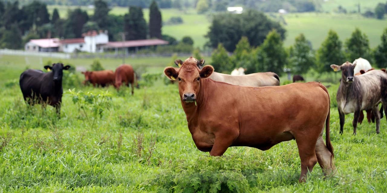 A poucos dias do fim, campanha de atualização de rebanhos alcança 70% das propriedades