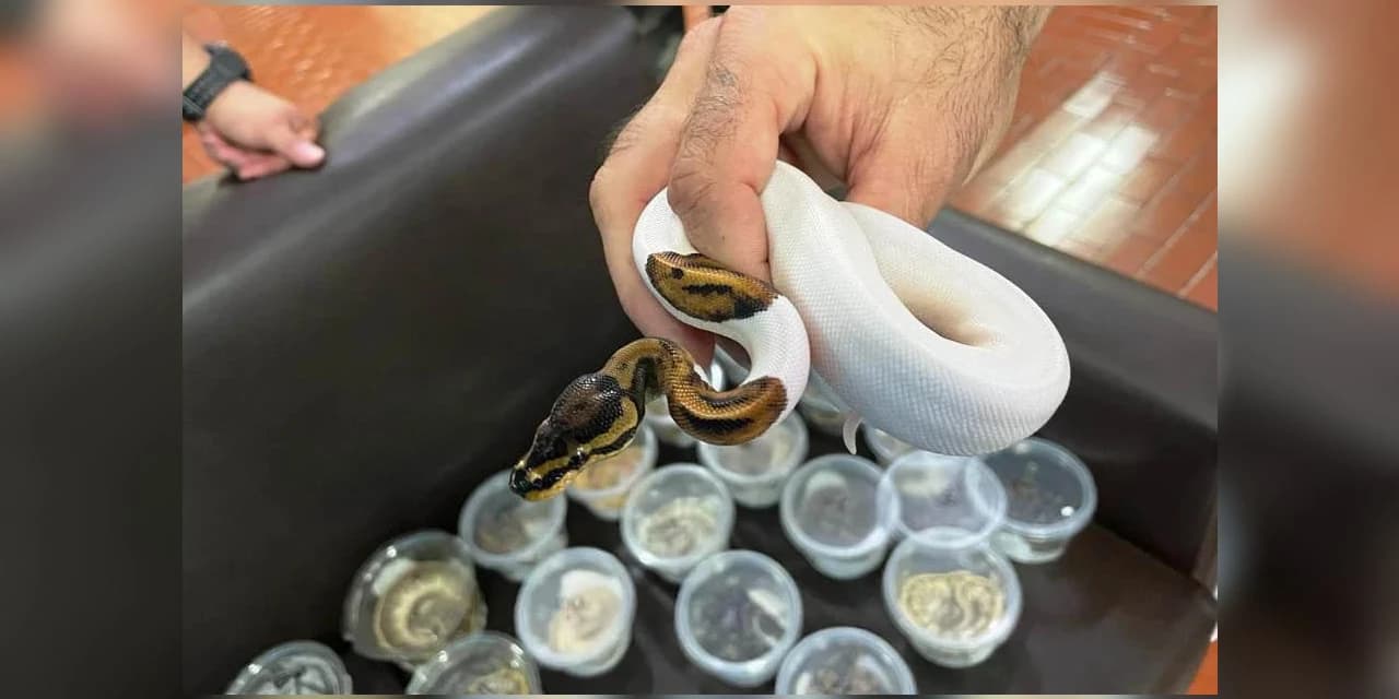 IAT e Unicentro renovam convênio para atendimento à fauna silvestre em Guarapuava