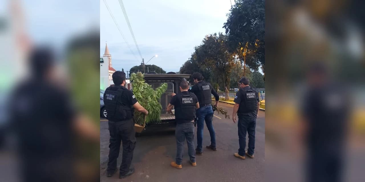 Polícia Civil de Teixeira Soares apreende 283 pés de maconha durante prisão por tráfico de drogas.