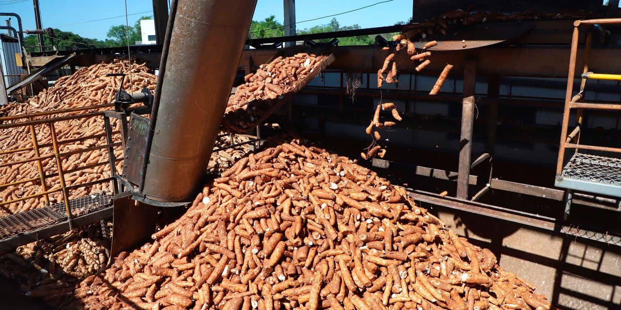 Paraná lidera produção nacional de mandioca com finalidade industrial.