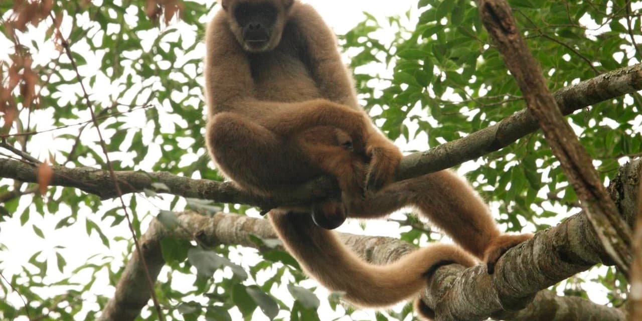 Alunos de Castro vão conhecer espécies em extinção em visita ao zoológico de Curitiba