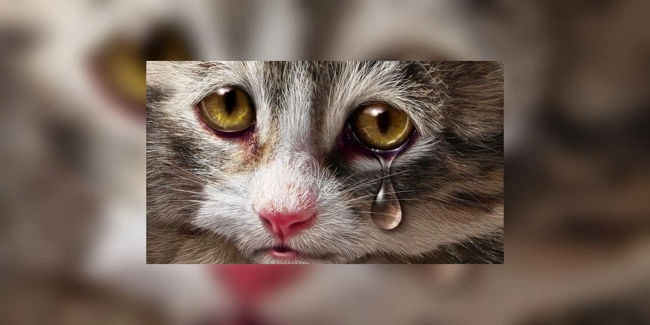 MP oferece denúncia pelo crime de maus-tratos contra mulher que mantinha 16 gatos em condições inadequadas em Curitiba