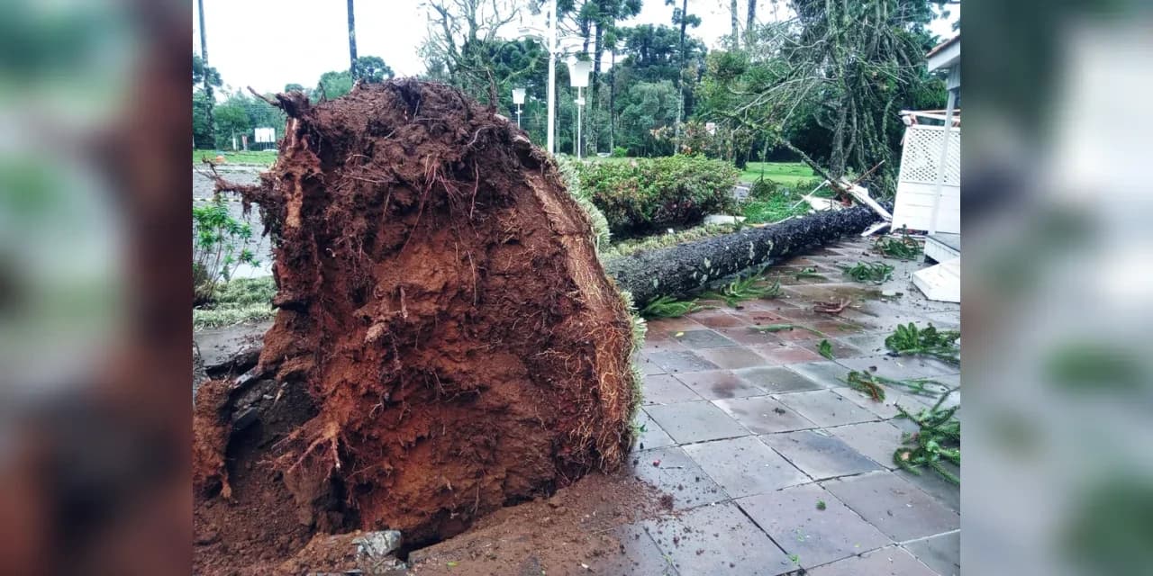Temporal em Guarapuava derruba árvores e danifica cabos de energia; Mais de 2 mil pessoas ficam sem luz