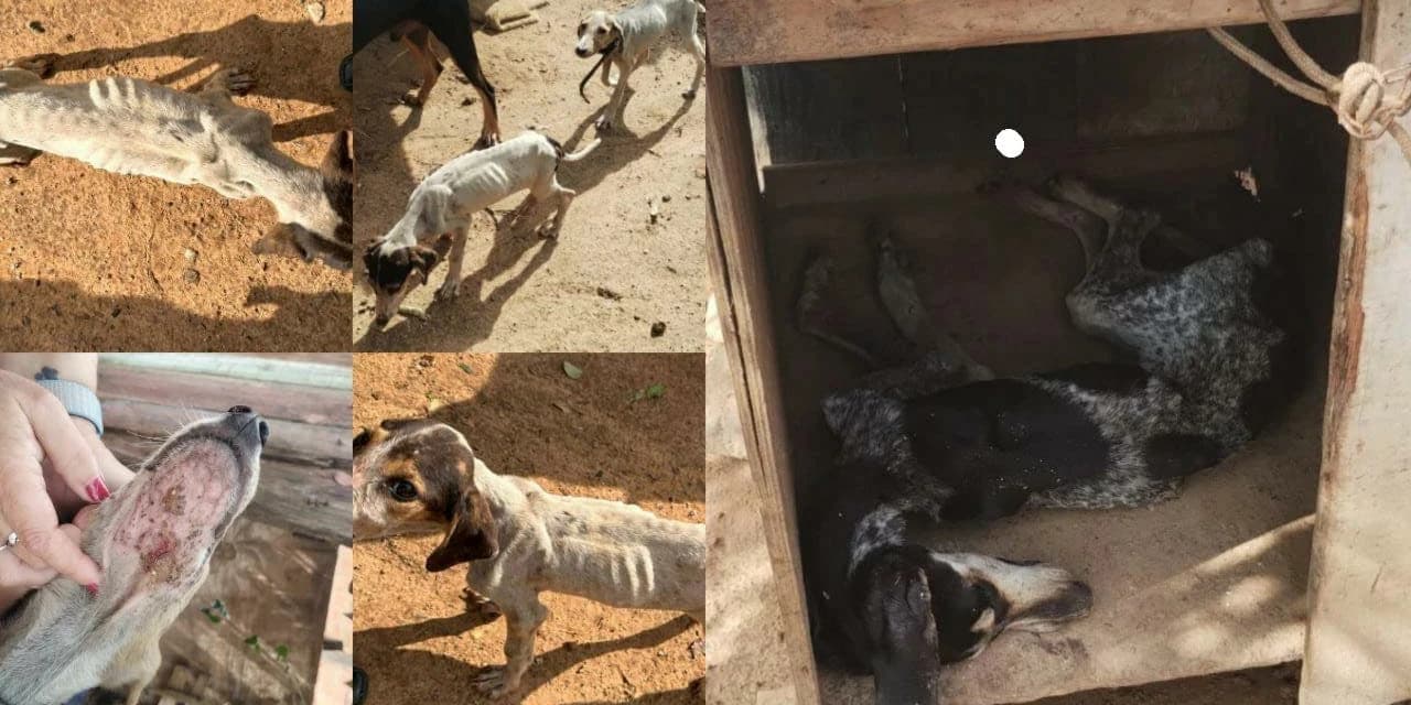 Em Imbituva polícia civil prende em flagrante homem de 64 anos por maus tratos a animais.