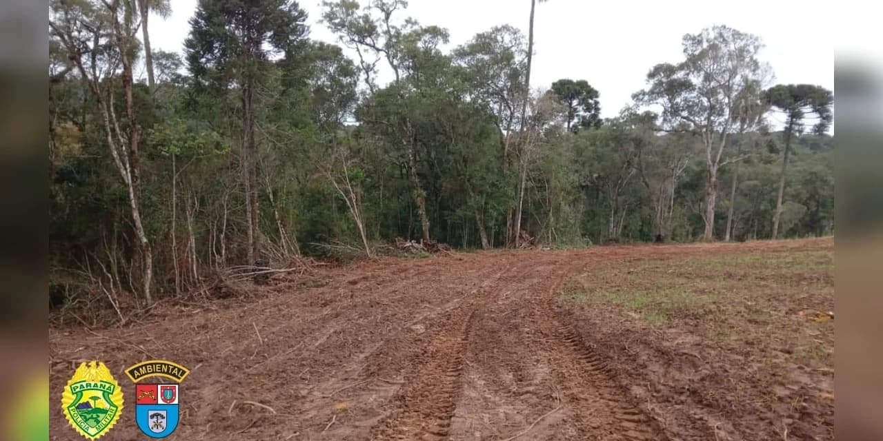 Polícia Ambiental do Paraná Age com Firmeza Contra Crime Ambiental: 7,28 Hectares de Mata Nativa Desmatada em Antônio Olinto