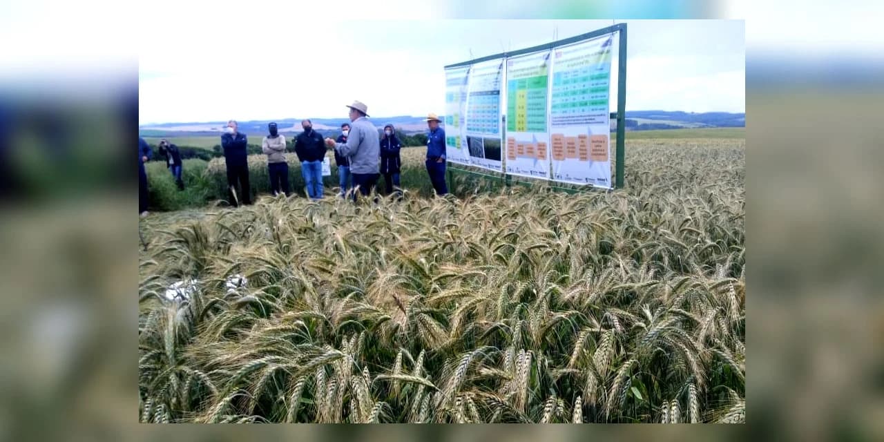 Paraná apresenta viabilidade do cultivo de cereais de inverno em Ponta Grossa