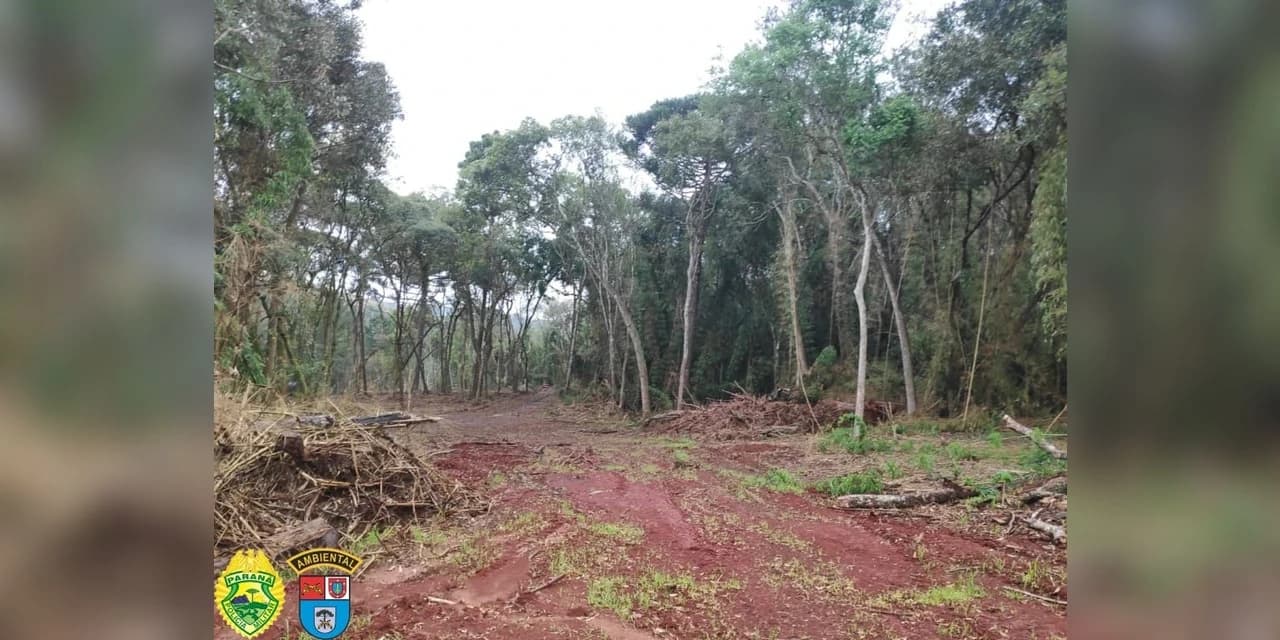 Policiais ambientais após denuncia constataram a destruição de 1,90 hectares de vegetação nativa