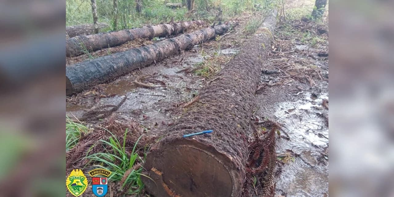 Policiais ambientais atendem denuncia na localidade de Água Branca; Foi encontrado 2,87 hectares de área desmatada.