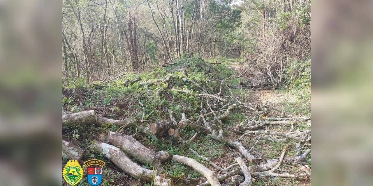 Em Prudentópolis, foi constatado dano em vegetação nativa em estágio médio de 3,069 ha em área de preservação permanente.