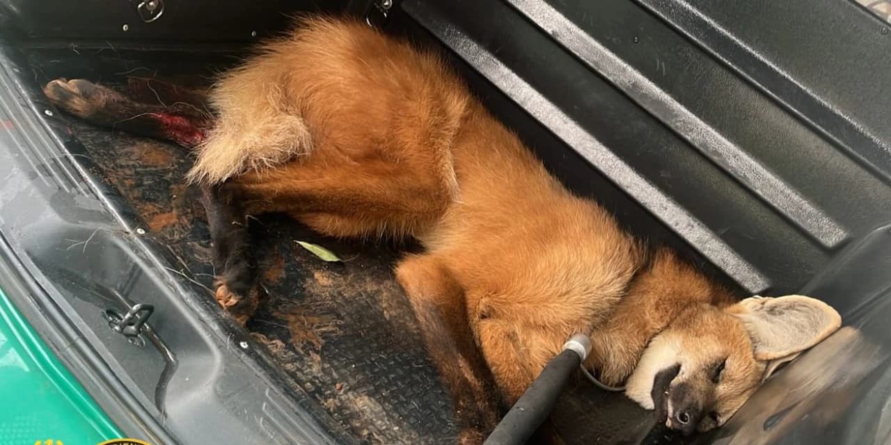 PM realizou captura de lobo-guará que estava ferido no KM 373 da BR 277