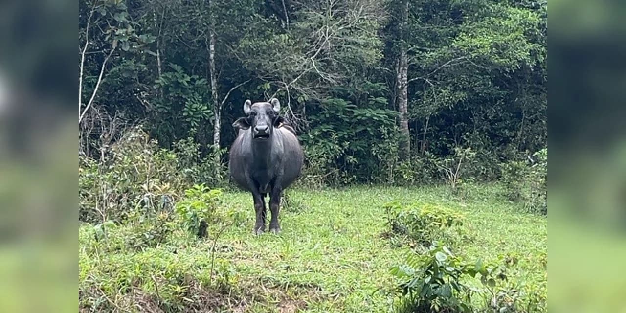 IAT intensifica ação para impedir criação irregular de animais no Parque das Lauráceas
