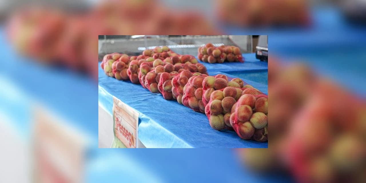 Em Irati homem é flagrado furtando pêssegos de uma propriedade
