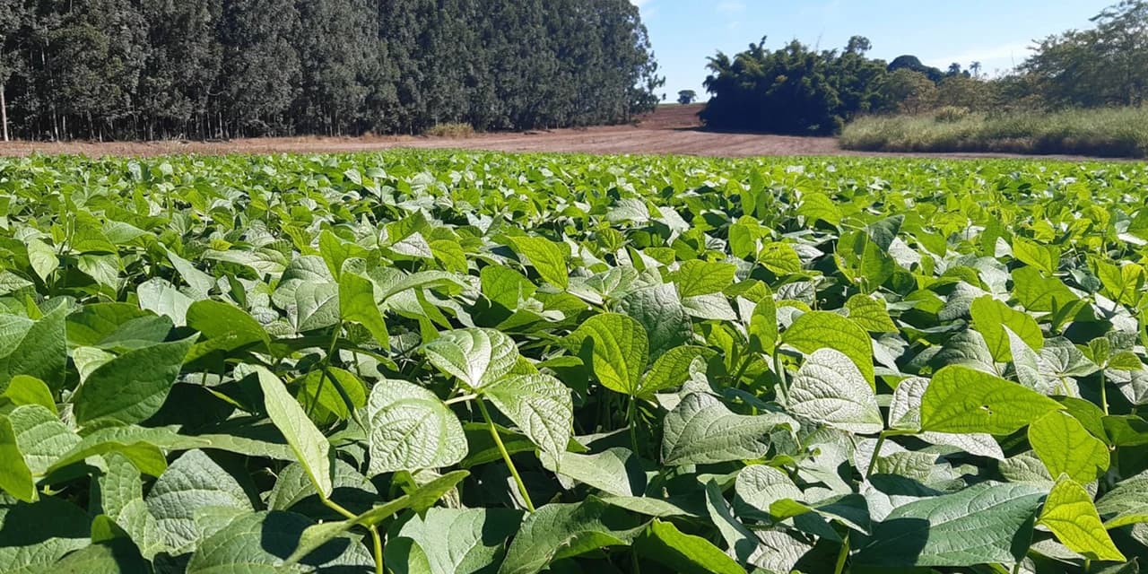 IDR-Paraná lança nesta terça-feira nova cultivar de feijão em Pato Branco