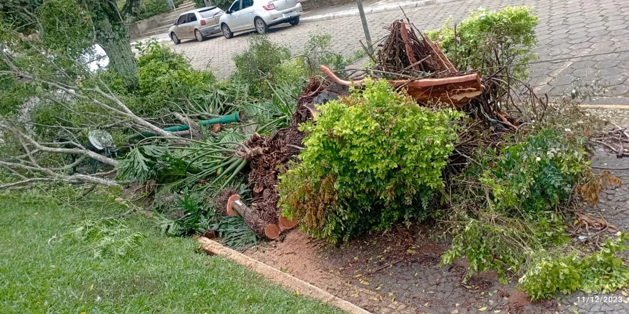 Em Tibagi 16 pessoas foram picadas por abelhas, Prefeitura emite nota.