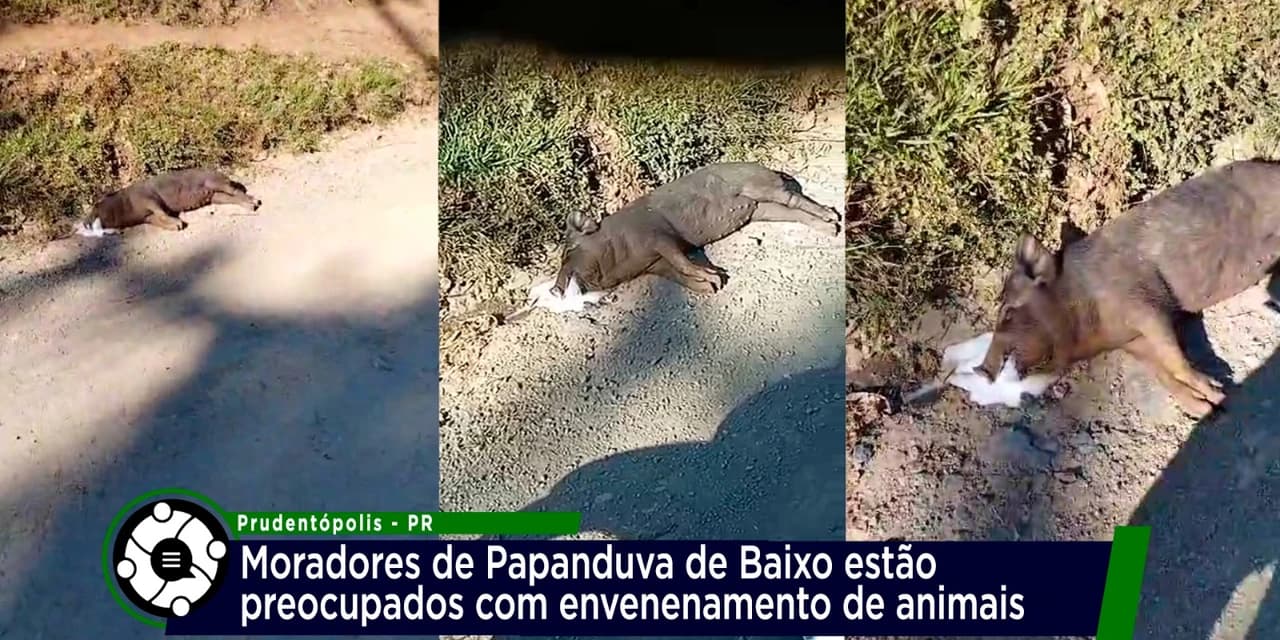 Morte de animais por envenenamento preocupa moradores de Papanduva de Baixo interior de Prudentópolis. VÍDEO!