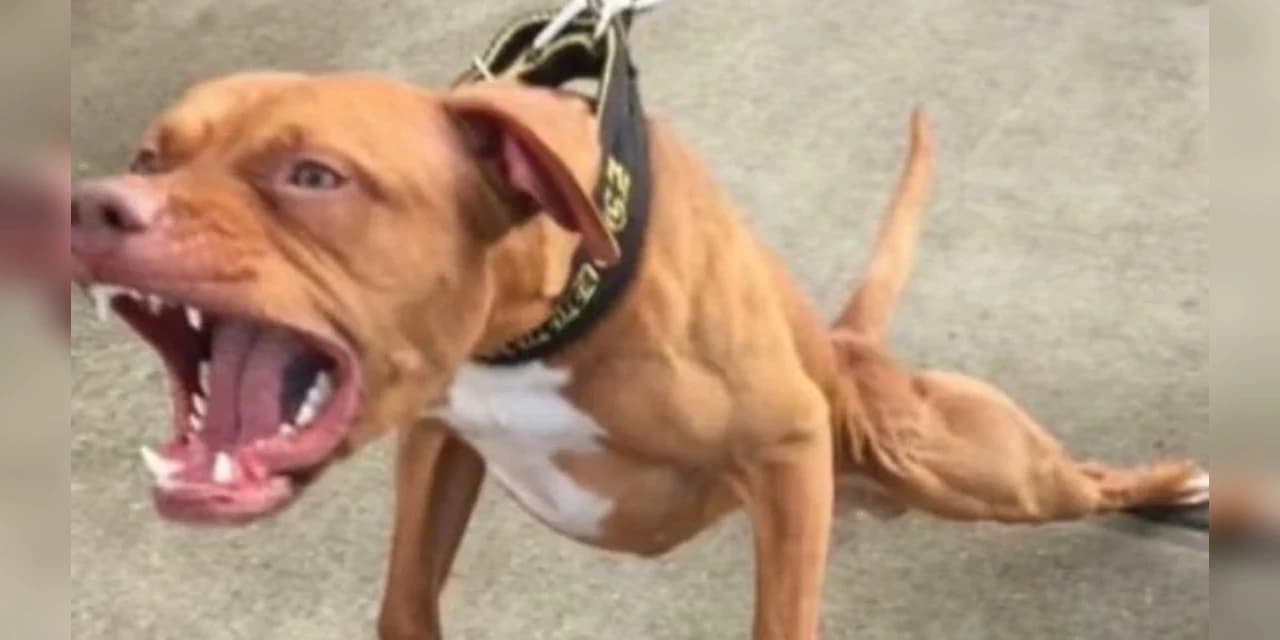 Em Irati mulher sofre ferimentos graves após ser atacada por dois cães da raça Pitbull