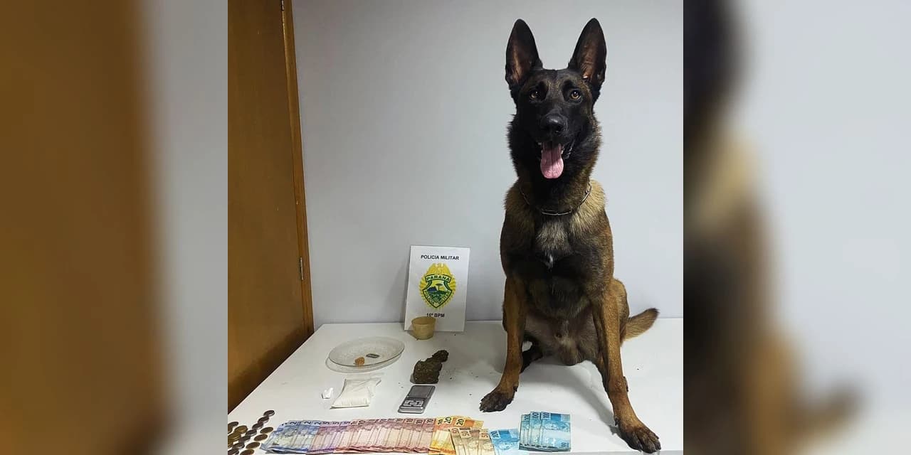 Em Prudentópolis cão Rafiki ajuda policiais a encontrarem cocaína e crack dentro de um sofá