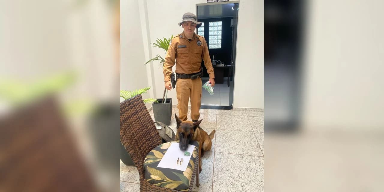 Com apoio do cão K9 Rafiki de Prudentópolis polícia apreende droga e munição durante buscas em Cantagalo