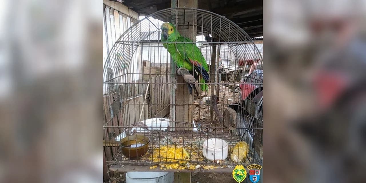 Polícia ambiental encontra papagaio em gaiola e multa morador no Distrito de Entre Rios