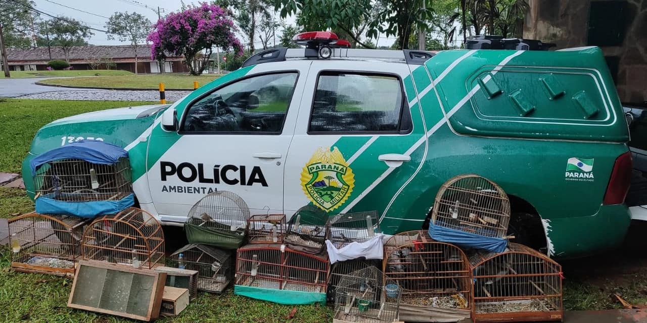 Em Reserva policiais ambientais apreenderam 16 pássaros nativos mantidos em cativeiro