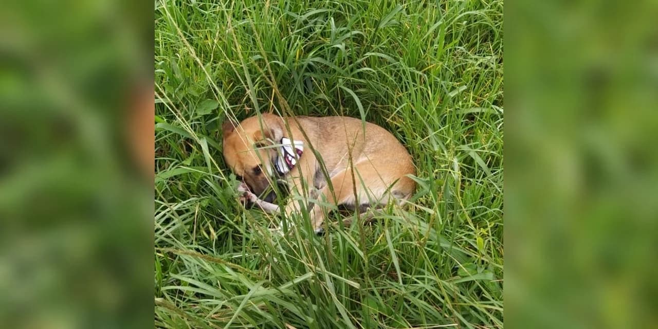 Cachorro não abandona corpo do dono; A vitima era um andarilho que morreu atropelado