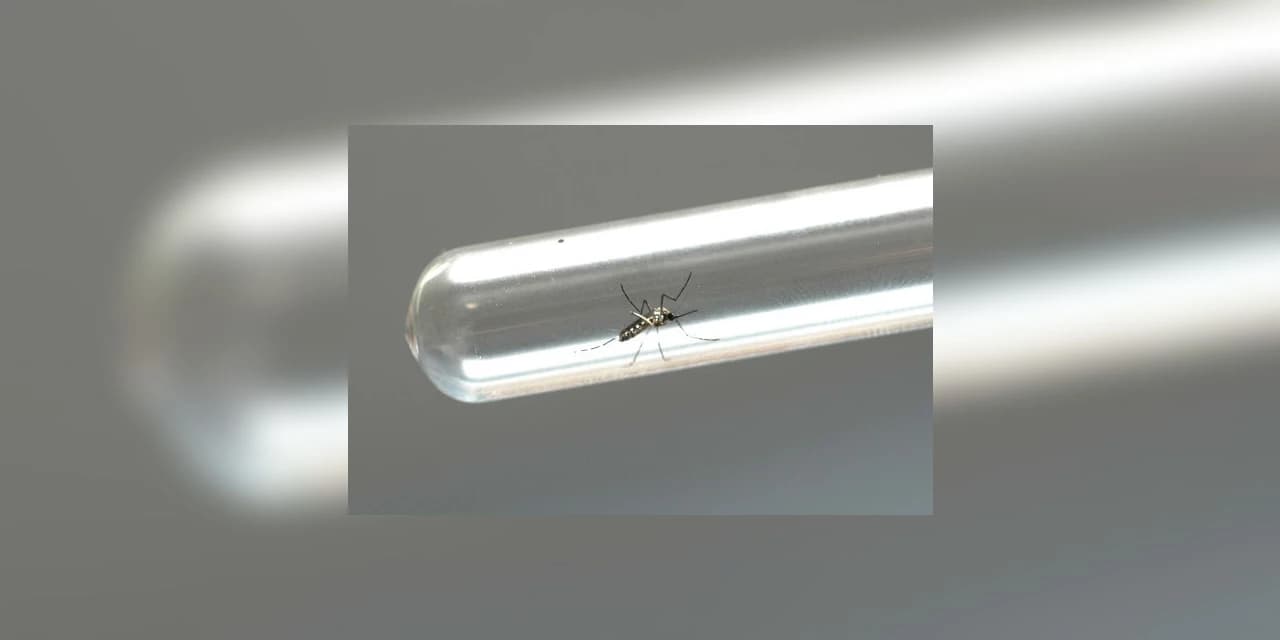 Legislações aprovadas pela assembleia visam combater casos de dengue no Estado