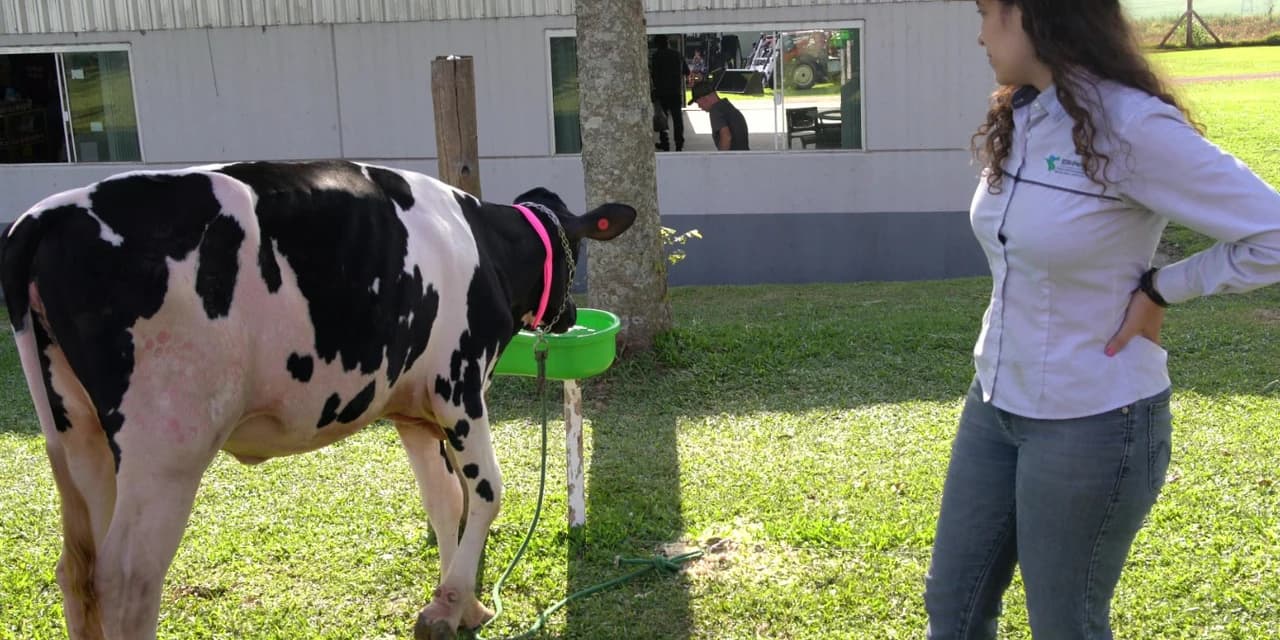 IDR levará raça Purunã, orientações sobre nutrição e técnicas de solo ao Show Rural