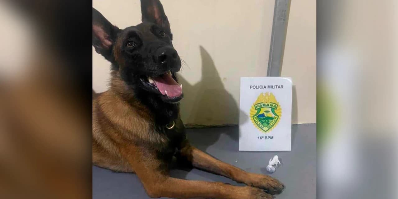 Em Prudentópolis cão K9 Rafiki encontra droga dentro de ônibus que fazia linha Guaíra/Curitiba