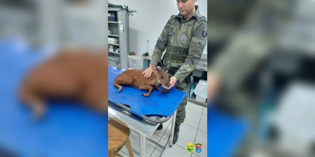 Em Pitanga policiais ambientais salvam animal silvestre (Cervo) que estava ferido