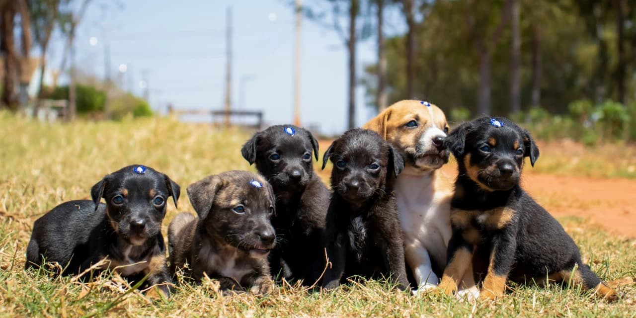 Governo convida organizações da sociedade civil para o Conselho de Direitos Animais