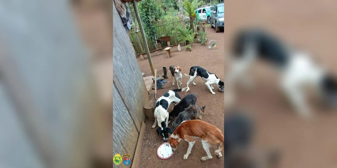 Em General Carneiro polícia ambiental registra ocorrência de maus tratos a animais