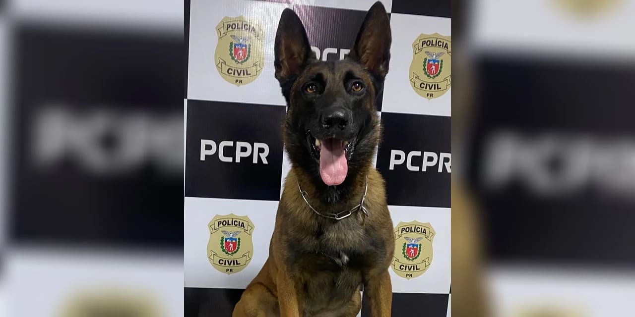 Cão K9 Rafiki encontra maconha com passageira que estava no ônibus que fazia linha Guaíra/Curitiba