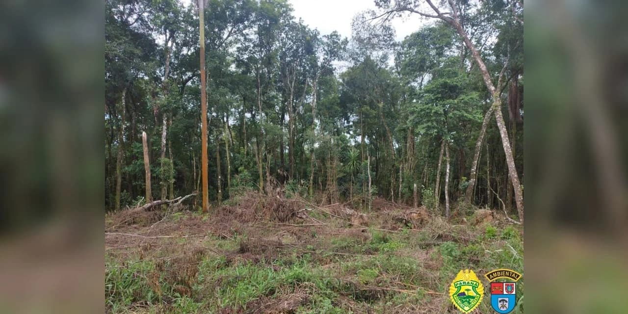 Em Prudentópolis policiais ambientais aplicam multa no valor de R$ 35 mil