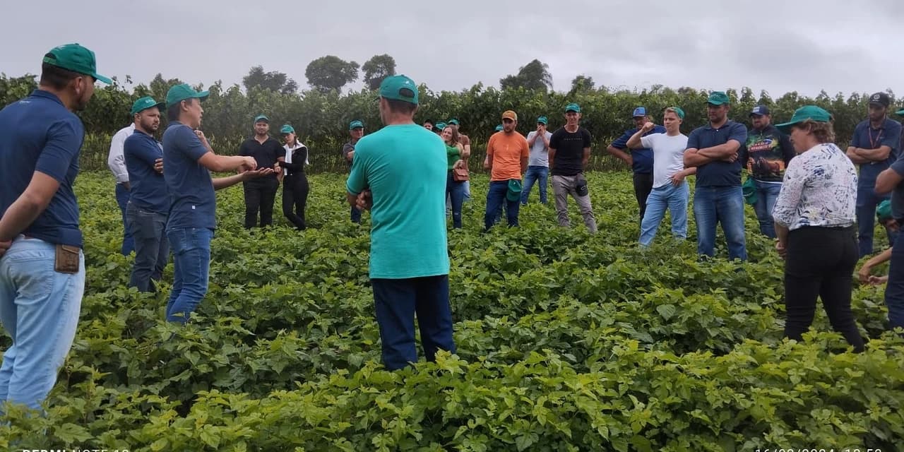 Dia de Campo apresenta novas oportunidades para produtores de Irati