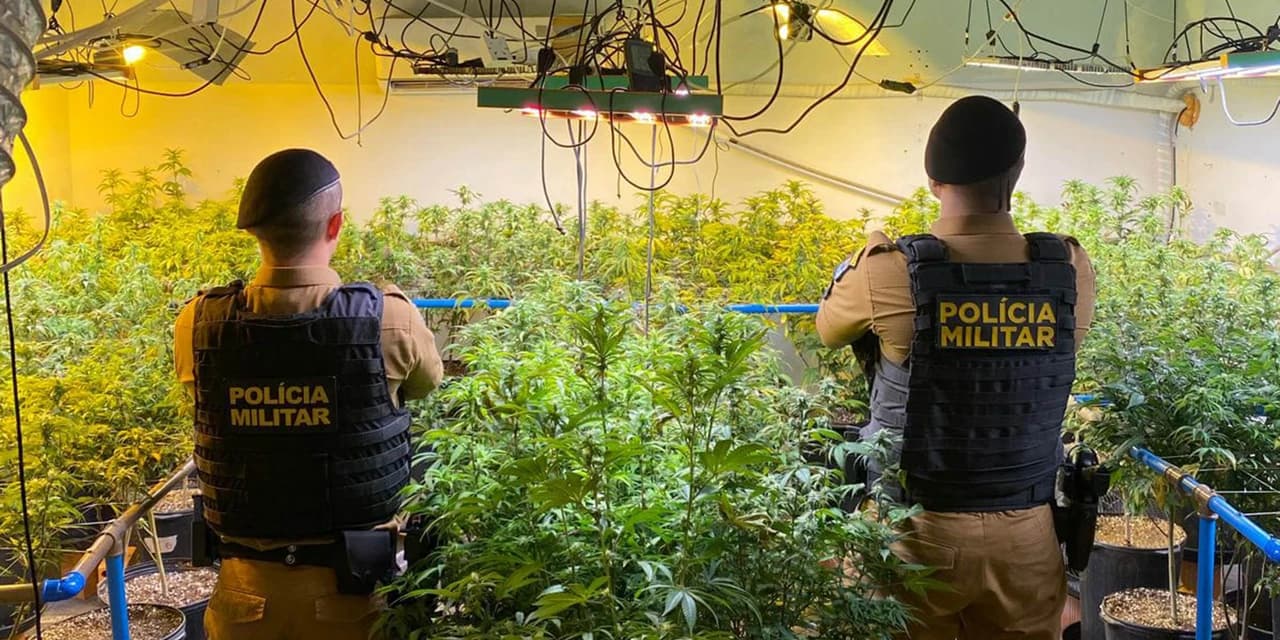 Polícia Militar encontra laboratório com 151 pés de maconha em Colombo