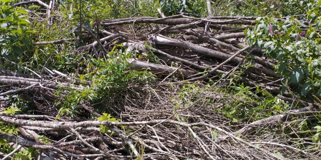 Em Prudentópolis policiais ambientais flagram destruição de vegetação nativa