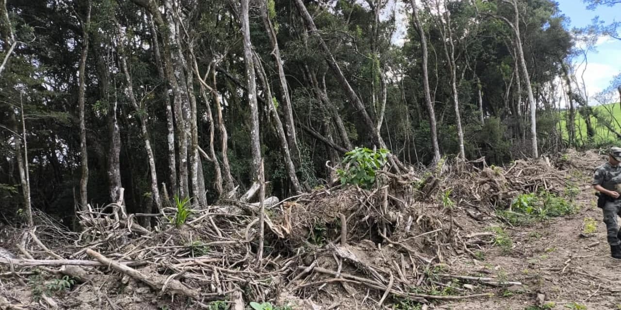 Em Irati homem foi multado em 21 mil por destruição de vegetação nativa.