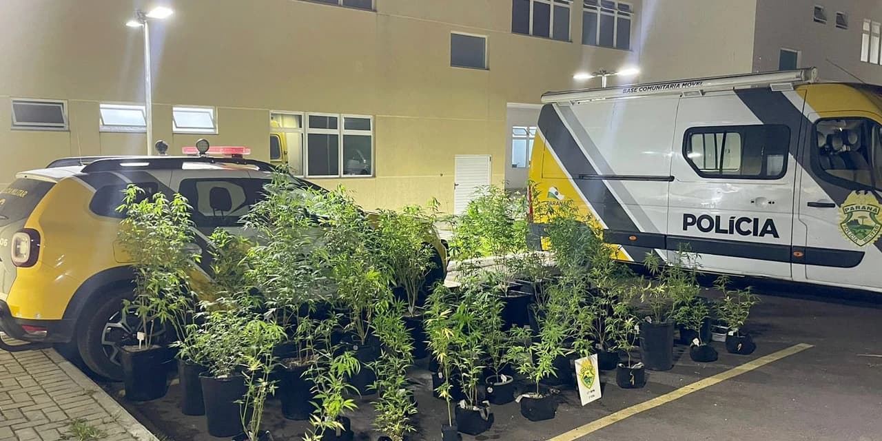 PM descobre estufa com 73 pés de maconha e prende traficante em São José dos Pinhais