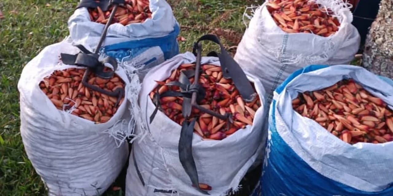 Em Pinhão equipe da PM apreende mais de 5 metros cúbicos de madeira e 169 kg de pinhão verde.