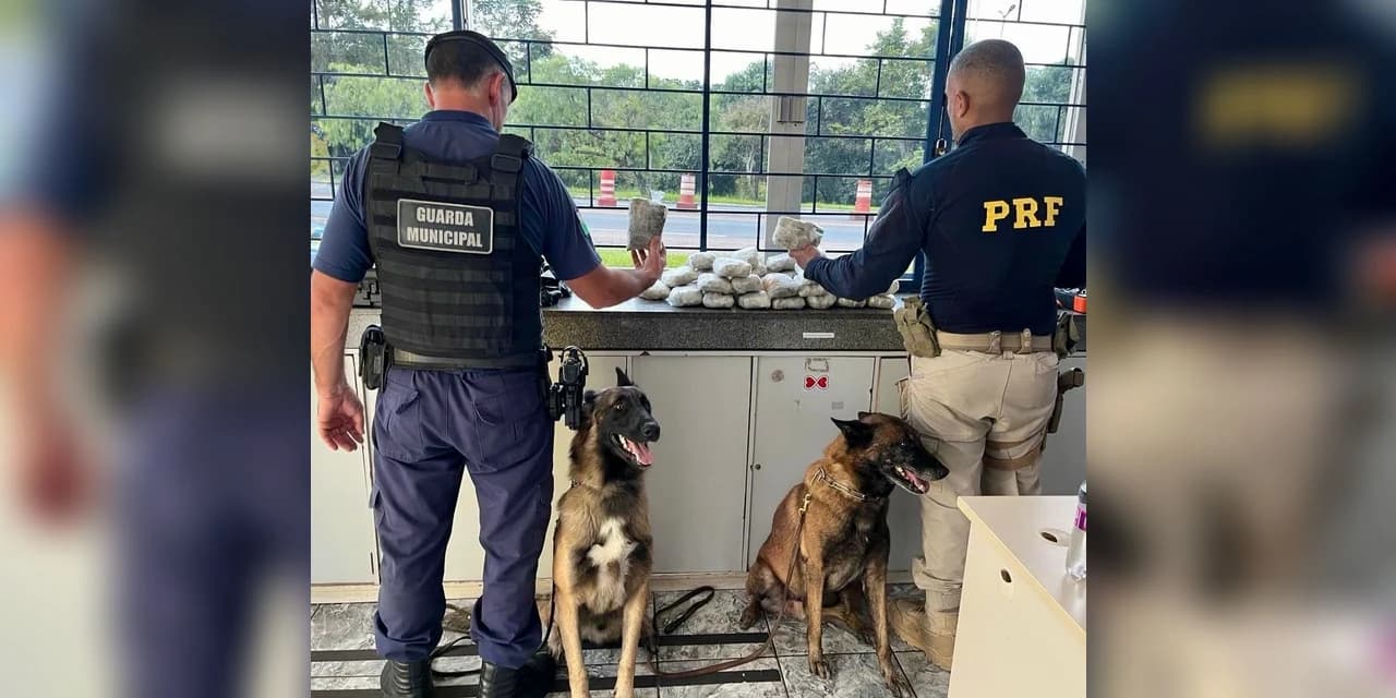 PRF, com apoio da Guarda Municipal, apreende cerca de 10kg de skunk em Irati-PR