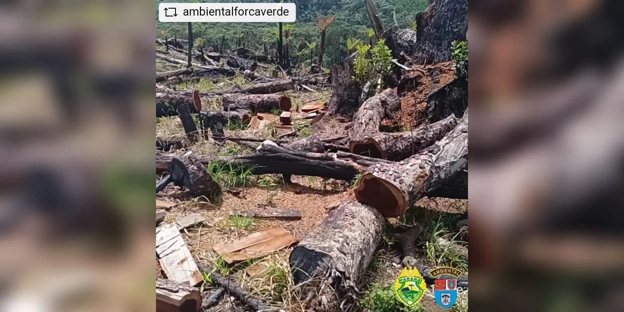 Operação realizada em Inácio Martins resulta em flagrante de desmatamento de 56,5 hectares e mais de 2 milhões em autos de infração ambiental