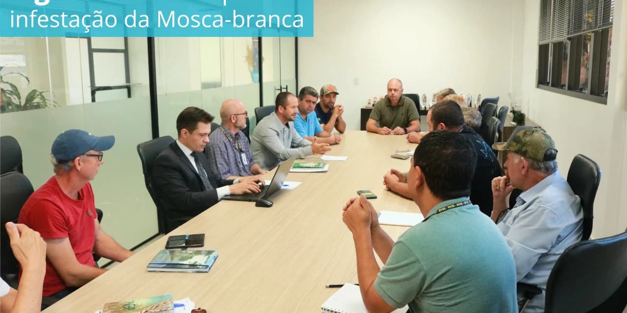 Infestação por mosca branca preocupa a produção de feijão e demais culturas em Prudentópolis.