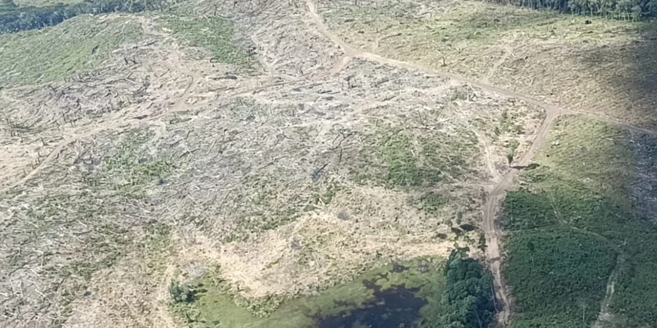Operação em Inácio Martins resulta em flagrante de desmatamento de 113,5 hectares e mais de R$ 5 milhões em multas