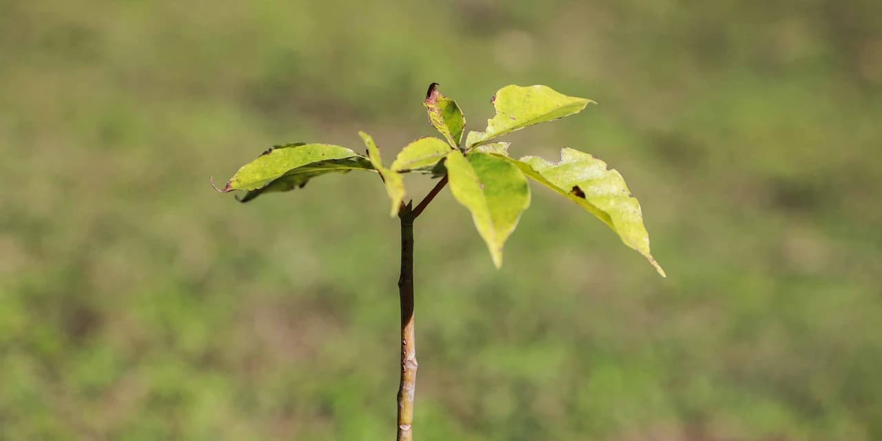 50 municípios plantaram 87 mil árvores em ação do programa Asfalto Novo, Vida Nova