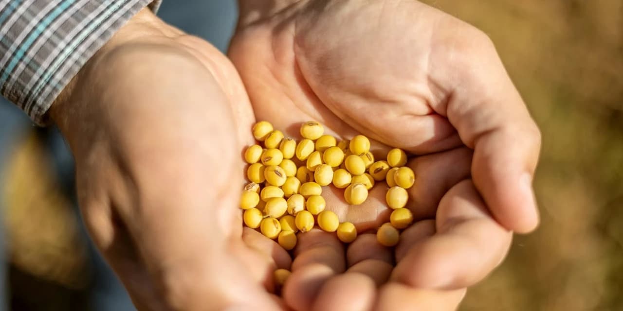 Sicredi atualiza projeções para a safra de soja e milho em Sondagem