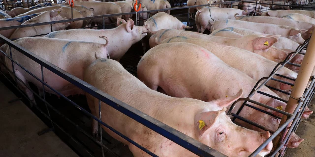 IAT apresenta ao setor produtivo adequações na regulamentação da suinocultura