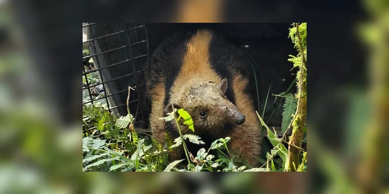 IAT devolve à natureza tamanduá-mirim encontrado por moradores em General Carneiro