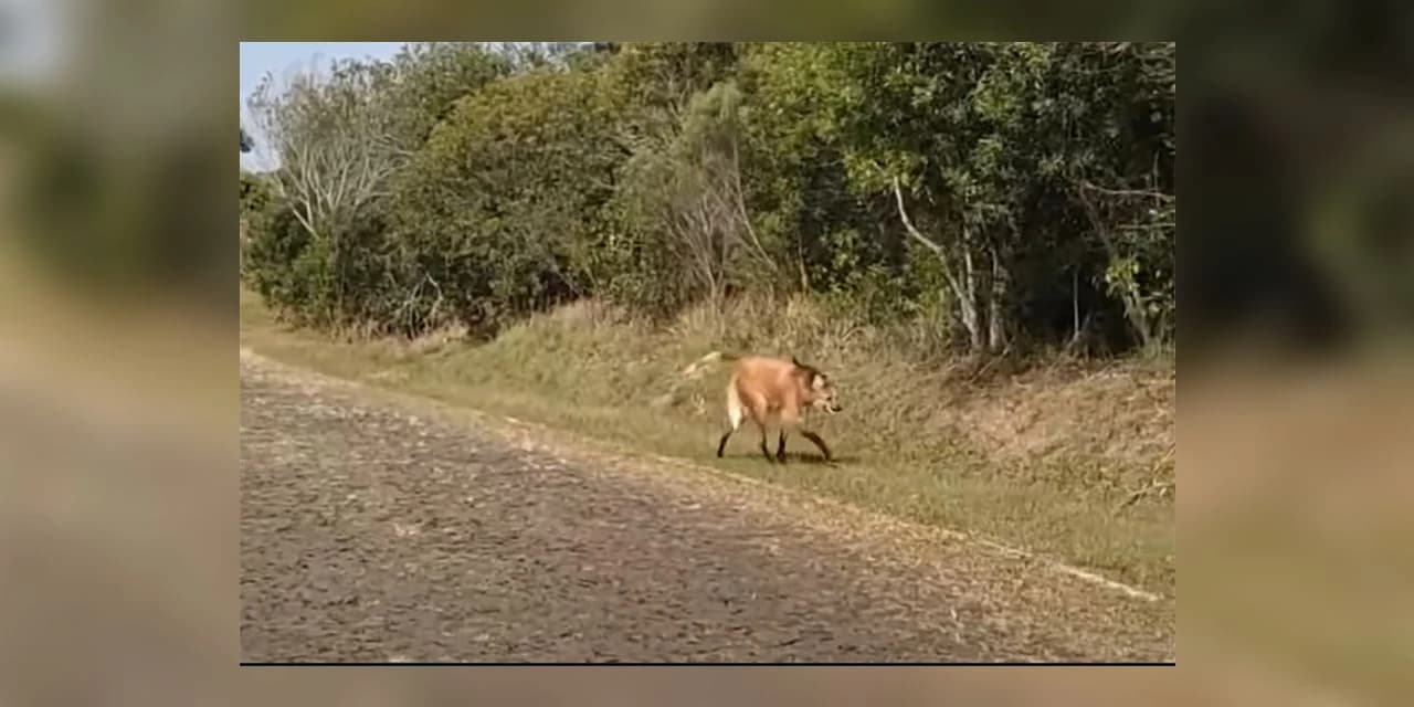 Visita ilustre: lobo-guará aparece perto da portaria do Parque de Vila Velha; veja vídeo