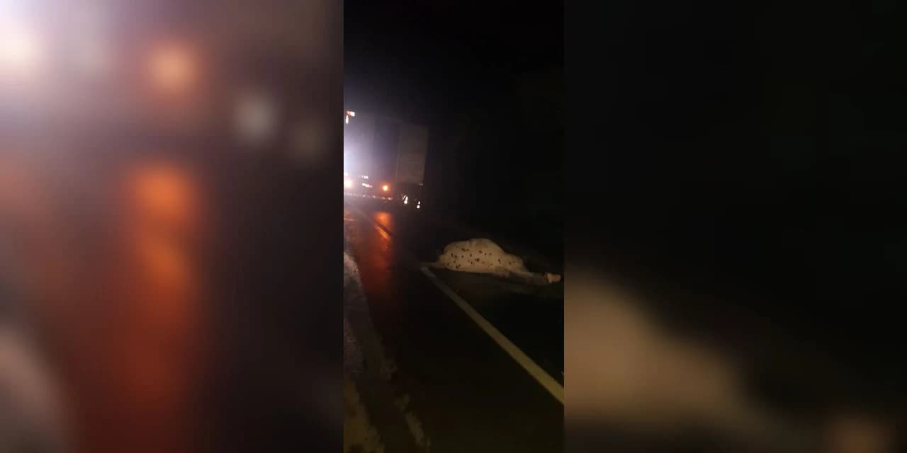 Caminhão com carga corrosiva atropela cavalo e produto vaza na Br 373, em Guamiranga